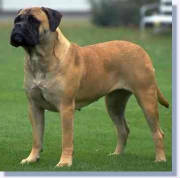 Bullmastiff