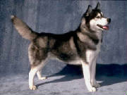 siberianhusky.jpg