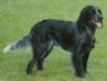 Blue Picardy Spaniel