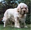Clumber Spaniel