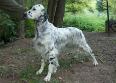 englishsetter.jpg