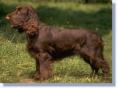 Field Spaniel