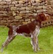 German Wirehaired Pointer