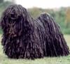 Hungarian Puli