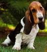 Basset Hound
