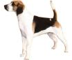 English Foxhound