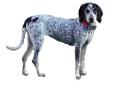 Bluetick Coonhound