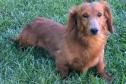 Wire-haired Miniature Dachshund