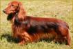 Long-haired Dachshund