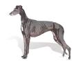 Greyhound