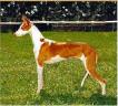 Ibizan Hound