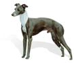 Italian Greyhound