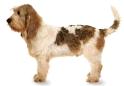 Basset Griffon Vendeen