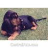 St. Hubert Jura Hound