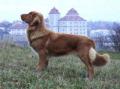 Nova Scotia Duck Tolling Retriever