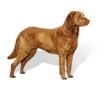 Chesapeake Bay Retriever