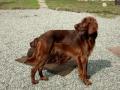 irishsetter.jpg