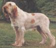 italianspinone.jpg