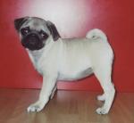 pug.jpg