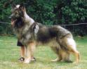 shilohshepherd.jpg