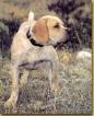Spanish Pointer