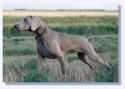 weimaraner.jpg