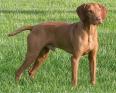 wirehairedvizla.jpg